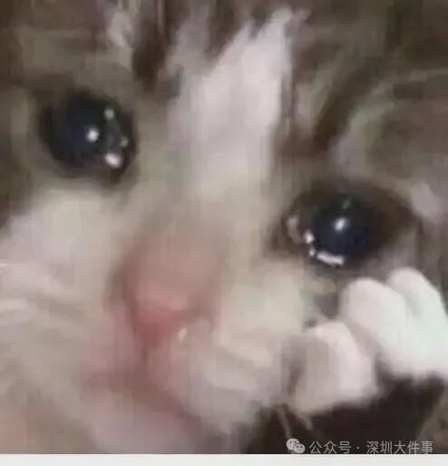集体大跳水!深圳出发最猛暴跌67%!有人抄底捡漏,网友:必须冲